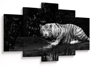 Kép - albínó tigris, fekete-fehér (150x105 cm)