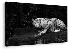Kép - albínó tigris, fekete-fehér (90x60 cm)