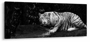 Kép - albínó tigris, fekete-fehér (120x50 cm)
