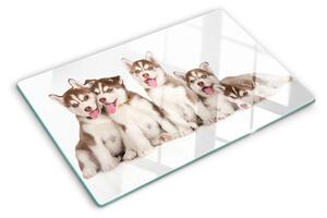 Edzett üveg vágódeszka Husky kölykök