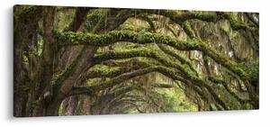 Kép - Oaks Avenue, Charleston, Dél-Karolina, Egyesült Államok (120x50 cm)