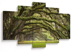 Kép - Oaks Avenue, Charleston, Dél-Karolina, Egyesült Államok (150x105 cm)