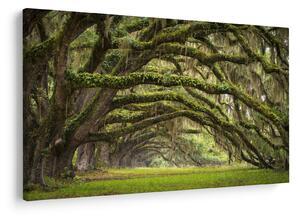 Kép - Oaks Avenue, Charleston, Dél-Karolina, Egyesült Államok (90x60 cm)