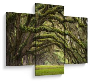 Kép - Oaks Avenue, Charleston, Dél-Karolina, Egyesült Államok (90x60 cm)