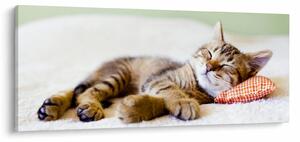 Kép - alvó cica (120x50 cm)