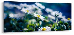 Százszorszépek képe (120x50 cm)