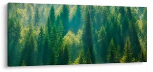 Kép - fenyőerdő (120x50 cm)