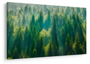Kép - fenyőerdő (90x60 cm)