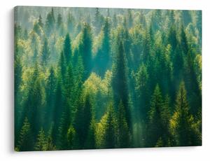 Kép - fenyőerdő (70x50 cm)