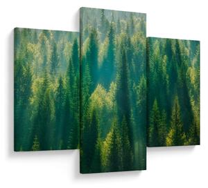 Kép - fenyőerdő (90x60 cm)