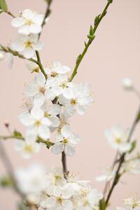Fotográfia Cherry tree flowers, Studio Collection, (26.7 x 40 cm)