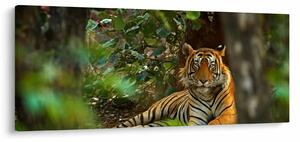 Pihenő tigris képe (120x50 cm)