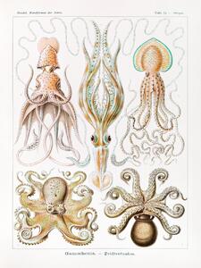 Festmény reprodukció Gamochonia–Trichterkraken (Octopus / Academia) - Ernst Haeckel, (30 x 40 cm)