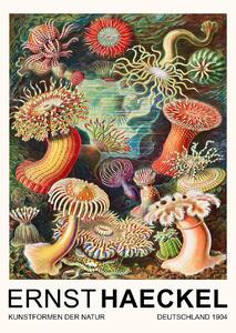 Reprodukció Actiniae–Seeanemonen / Sea Anemones (Vintage Academia) - Ernst Haeckel, (30 x 40 cm)