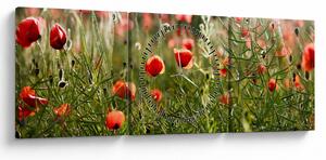 Pipacsok képe (órával) (90x30 cm)