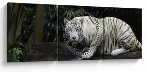Kép - albínó tigris (órával) (90x30 cm)