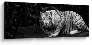Kép - albínó tigris, fekete-fehér (órával) (90x30 cm)