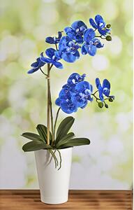 ASTOREO Kék orchidea