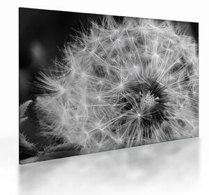 Kép - pitypang pehely (üvegen) (70x50 cm)
