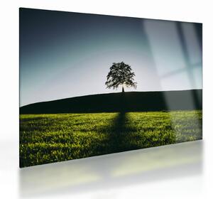 Természet kép - fa (üvegen) (70x50 cm)