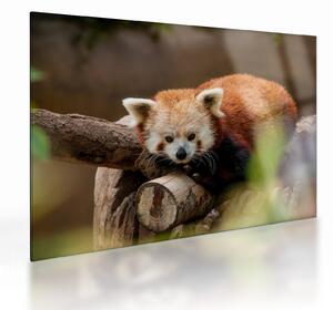 Vörös panda képe (üvegen) (70x50 cm)