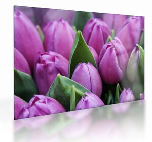 Kép - tulipánok (üvegen) (70x50 cm)