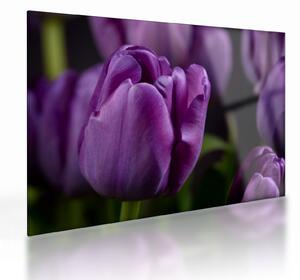 Tulipán vírág képe (üvegen) (70x50 cm)