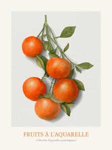 Reprodukció Oranges (Watercolour Kitchen Fruit)
