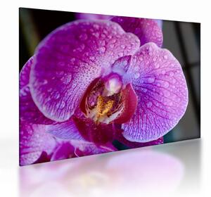 Részletes kép az orchidea virágról (üvegen) (70x50 cm)