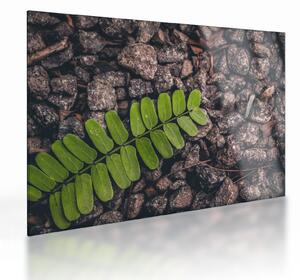 Zöld növények képe (üvegen) (70x50 cm)