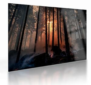 Sötét erdő képe (üvegen) (70x50 cm)