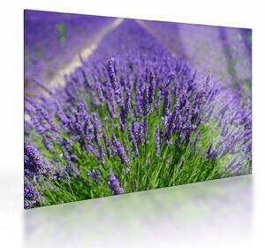 Kép - levandula (üvegen) (70x50 cm)