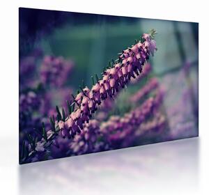 Levandula képe (üvegen) (70x50 cm)