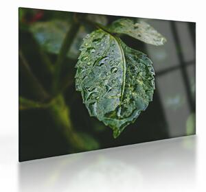 Kép - cseppek a levelen (üvegen) (70x50 cm)