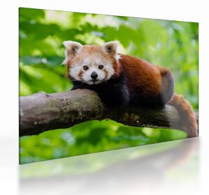 A vörös panda képe (üvegen) (70x50 cm)