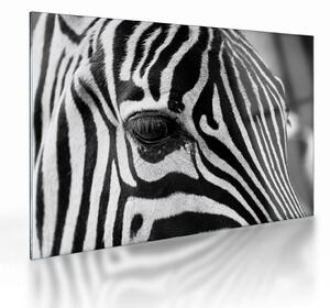 Zebra képe (üvegen) (70x50 cm)