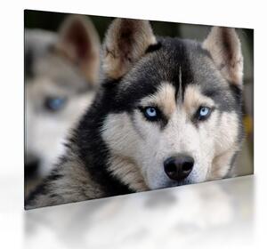 Husky kutya kép (üvegen) (70x50 cm)