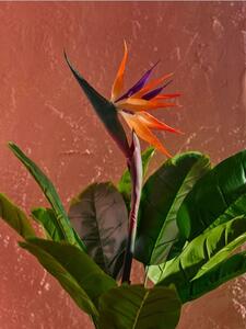 Sinsay - Dísznövény – strelitzia - zöld