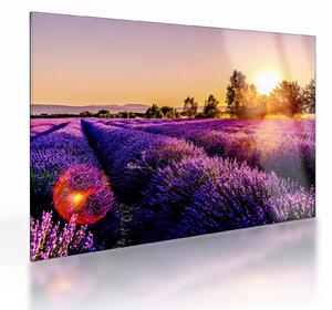 Levandula mező képe (üvegen) (70x50 cm)