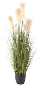 Műnövény CORTADERIA GRASS 120 cm Zöld