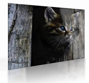 Cica képe (üvegen) (70x50 cm)