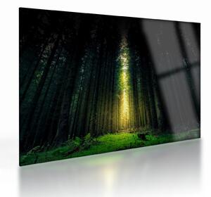 Sötét erdő képe (üvegen) (70x50 cm)