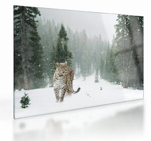 Leopárd a hóban képe (üvegen) (70x50 cm)