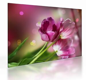 Rózsaszín tulipánok képe (üvegen) (70x50 cm)