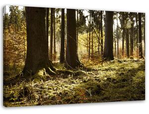 Gario Vászonkép Az erdőben Méret: 60 x 40 cm