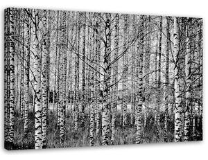 Gario Vászonkép Fekete és fehér nyírfák Méret: 60 x 40 cm
