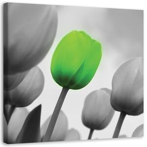 Gario Vászonkép Zöld tulipán Méret: 30 x 30 cm