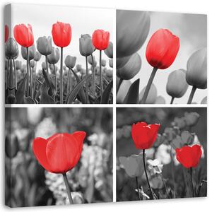 Kép Piros tulipánok szürke színben Méretek: 30 x 30 cm, Kivitelezés: Vászonkép