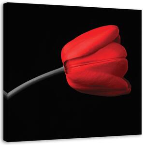 Gario Vászonkép Piros tulipán virág Méret: 30 x 30 cm