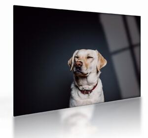 Labrador képe (üvegen) (70x50 cm)